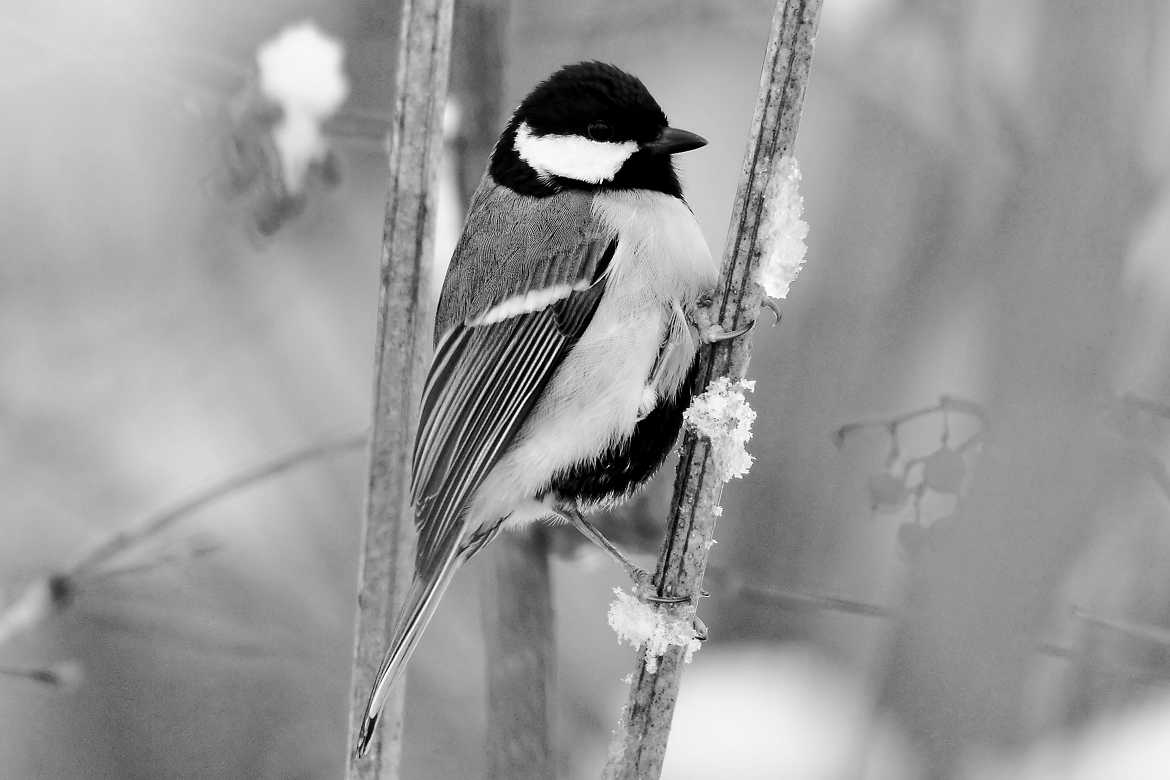 Mésange en hiver N/B