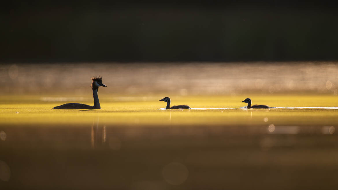 Grèbe et ses deux poussins