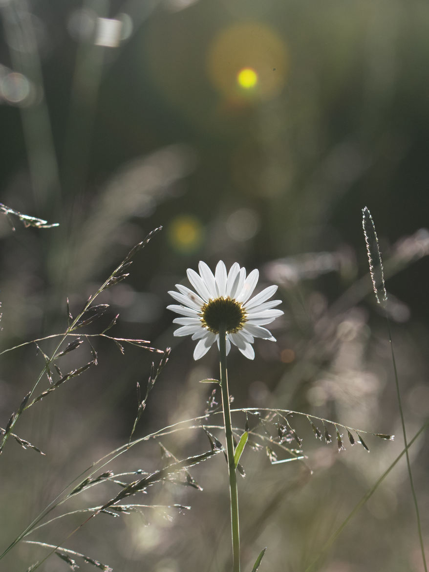 Tel un tournesol