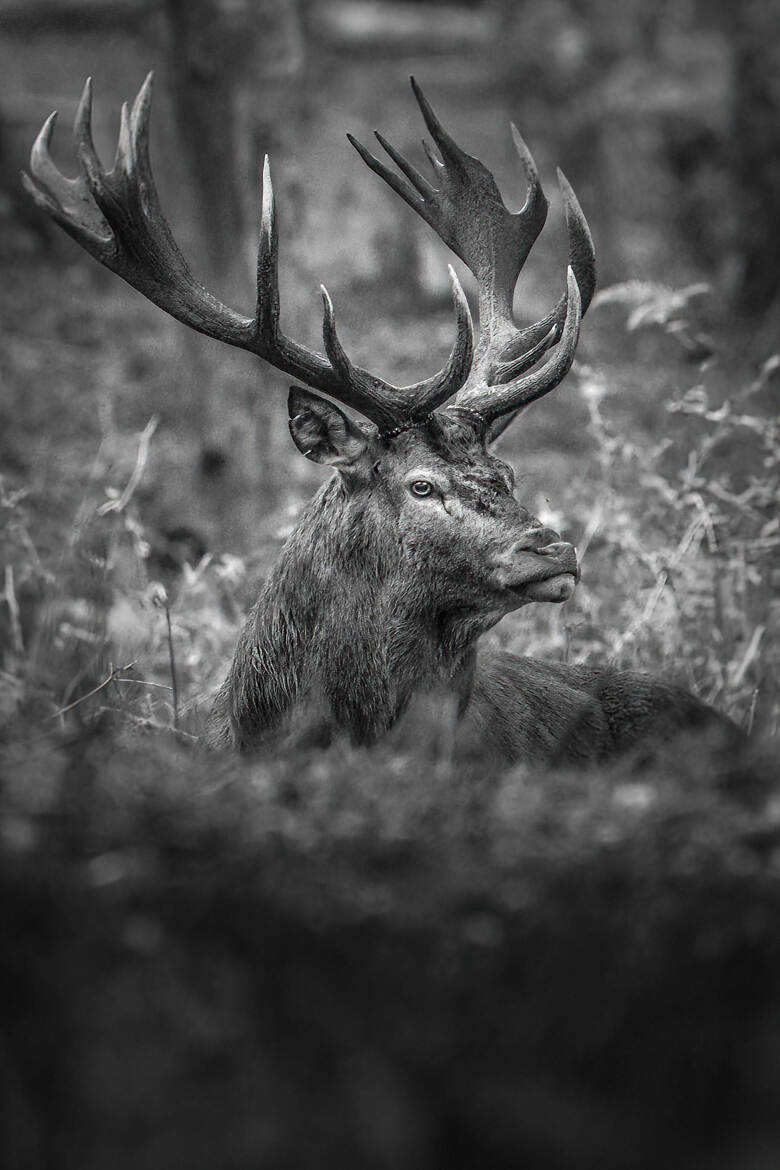 Roi des forêts