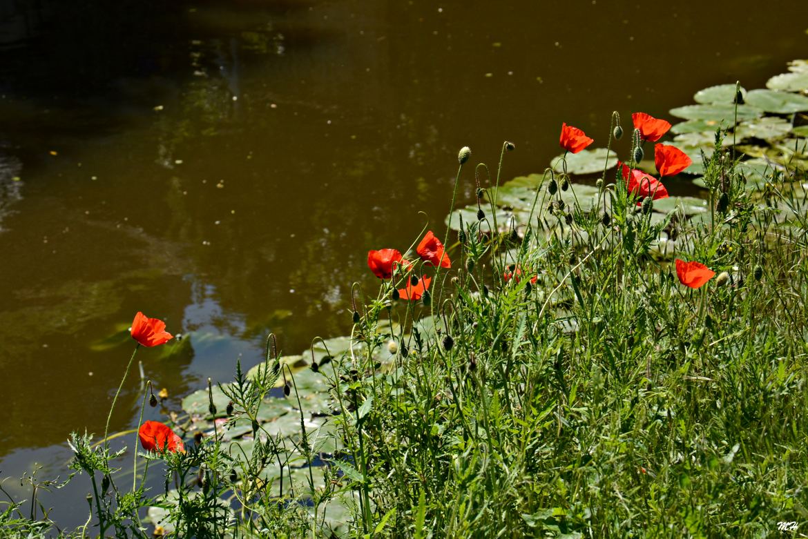 Entre eau et herbe