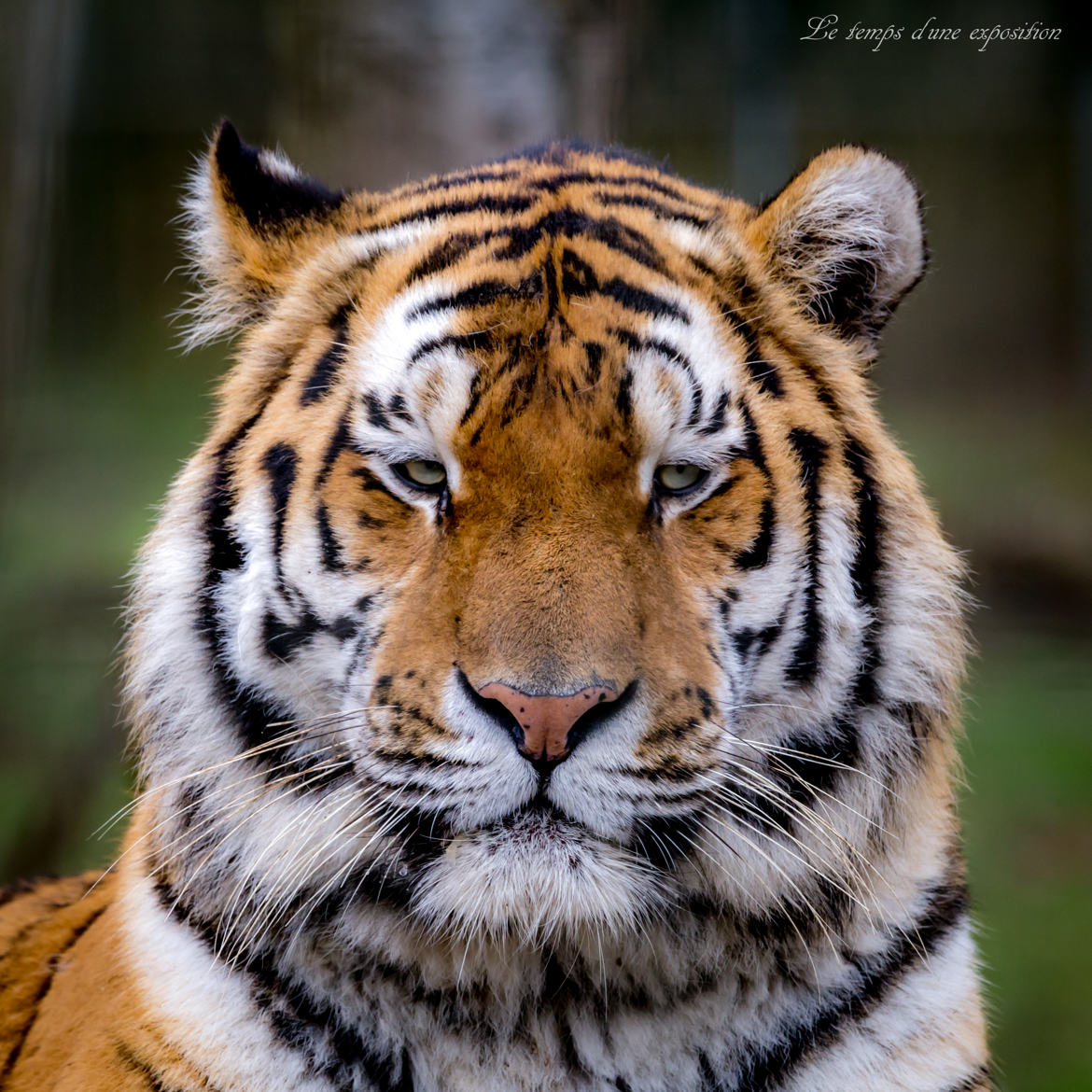 Tigre d'amour