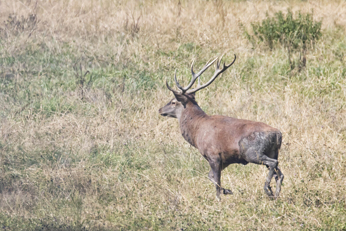 Cerf en Haute Savoie