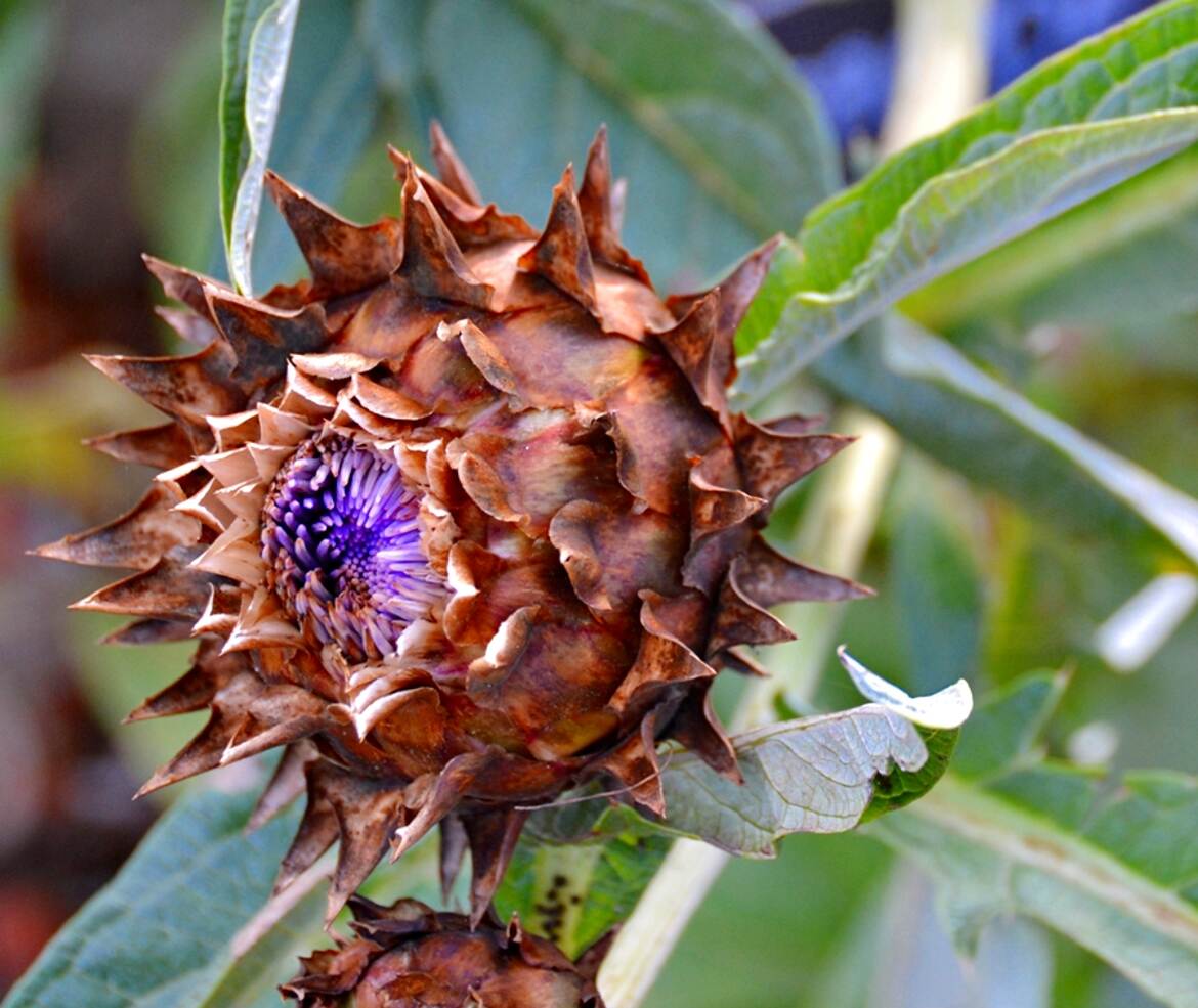 Fleur d'artichaut