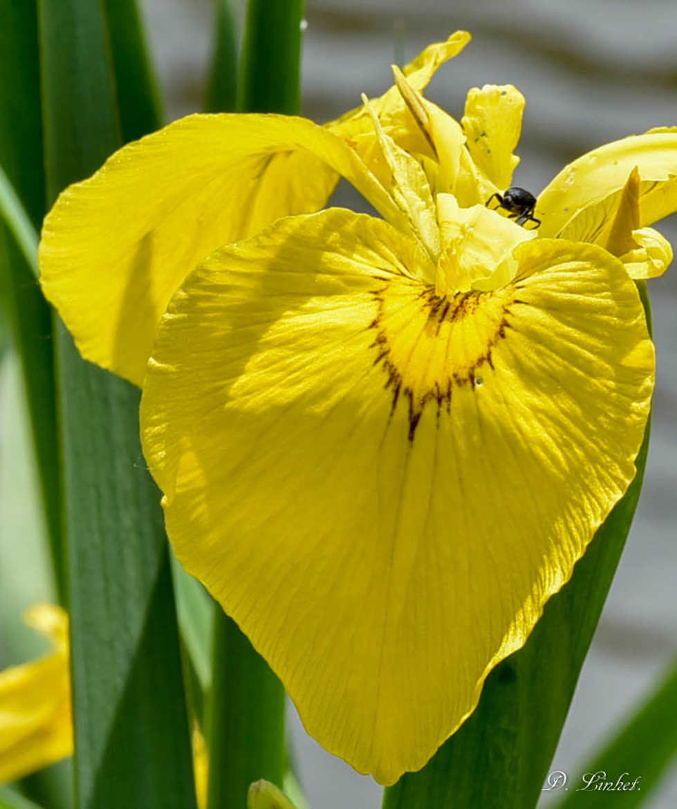 Iris beauté de la nature.