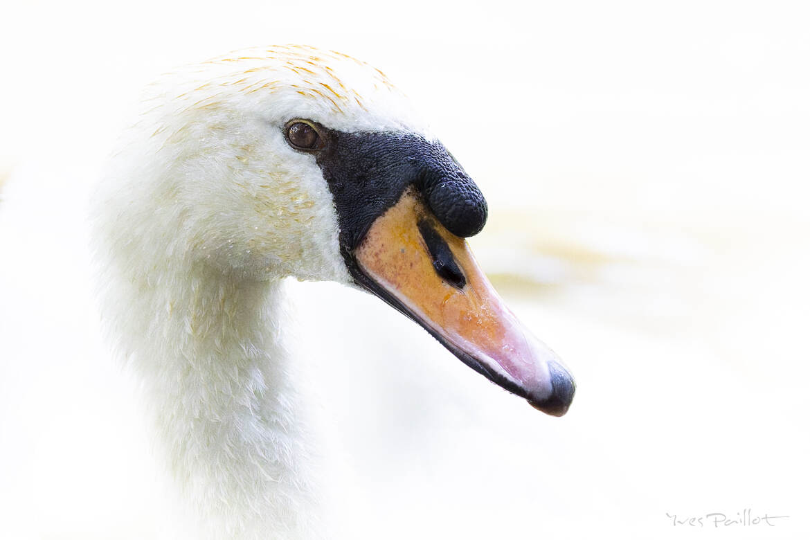 Cygnus olor