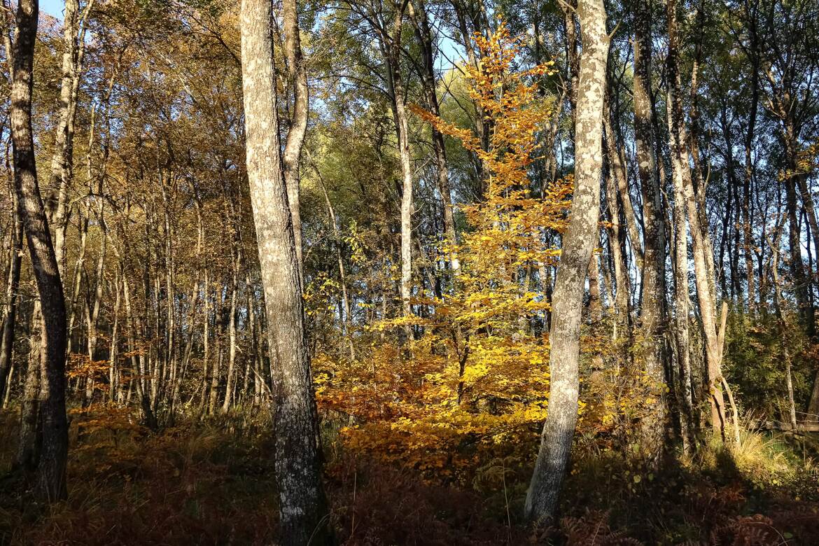 Archives forestières inédites (3)