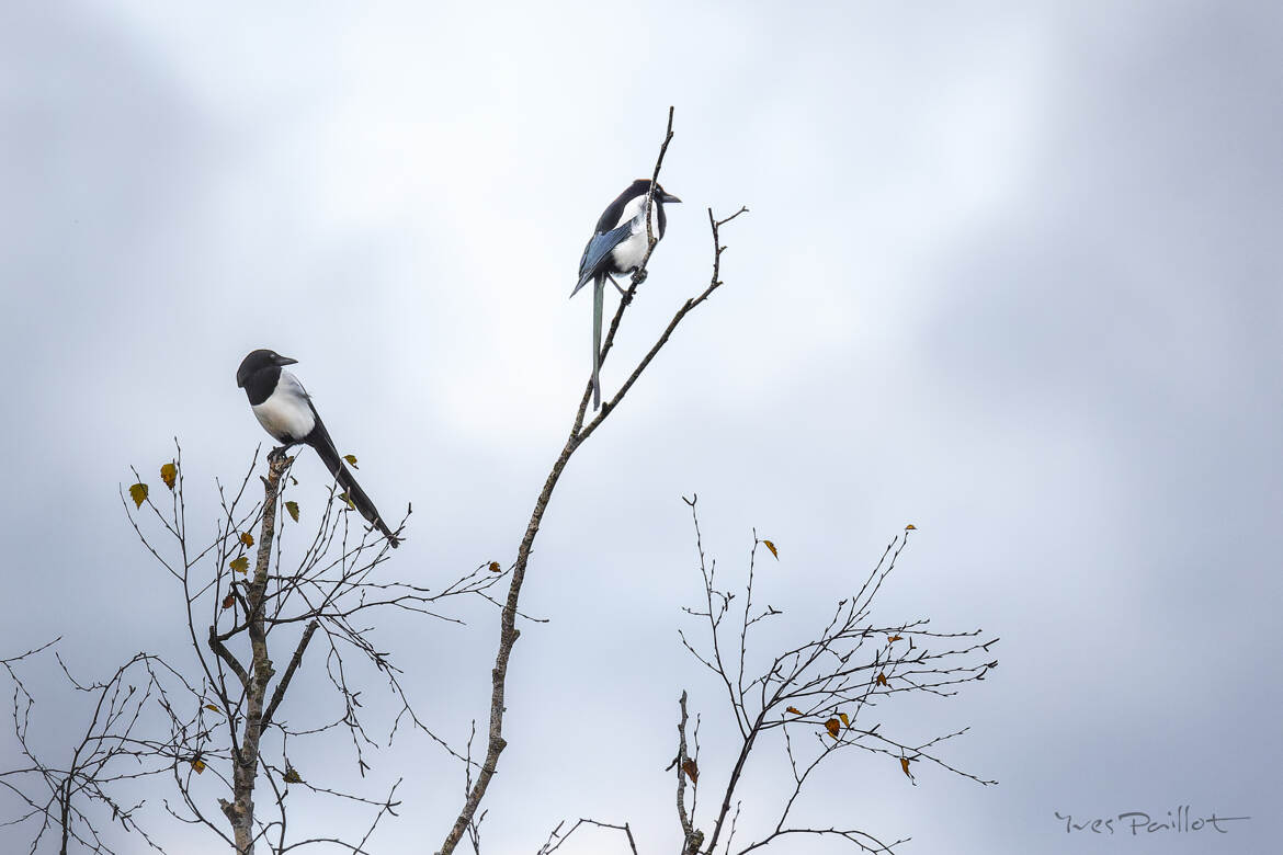 Percher haut