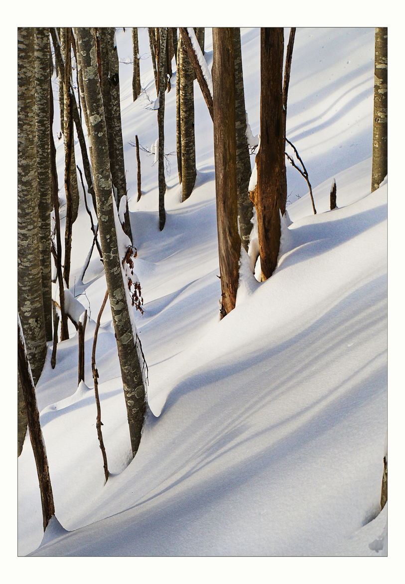 En forêt