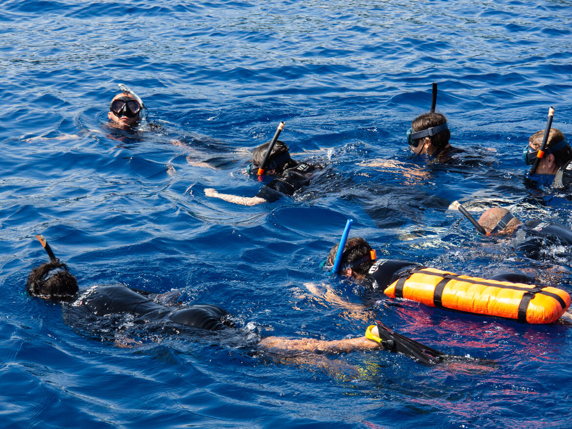 L'attente des dauphins
