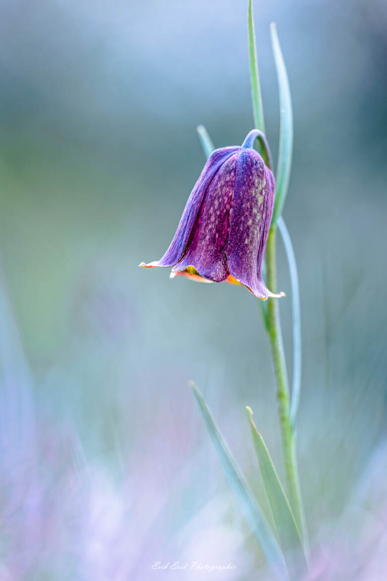 Fritillaire des Pyrénées