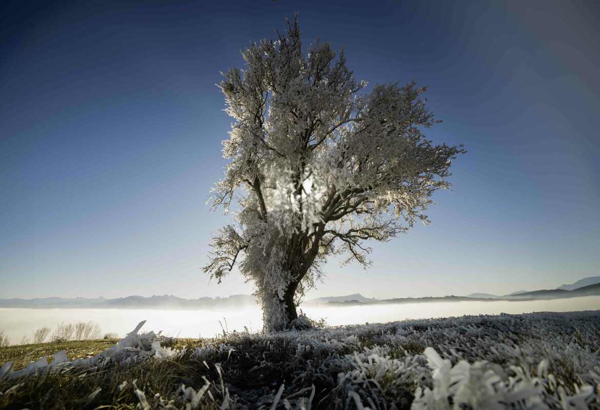 a frozen tree