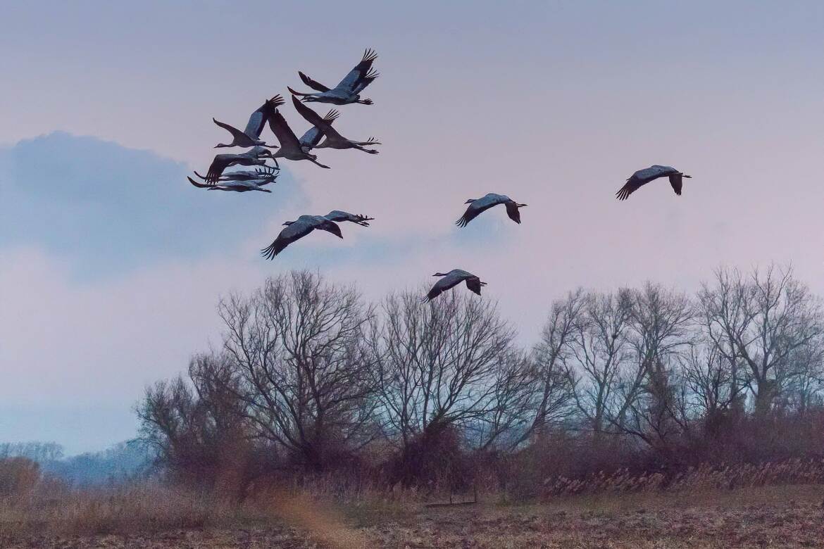 Envol de Grues au matin