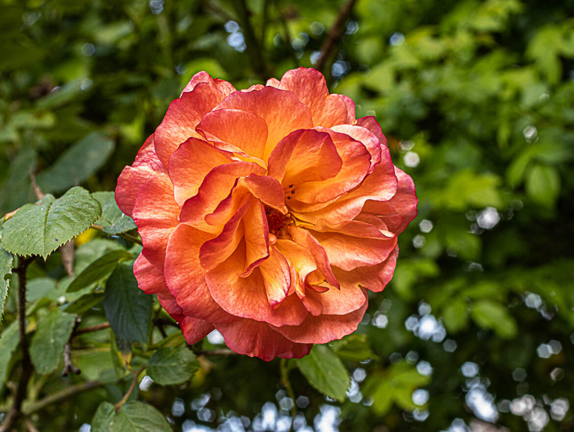 rose orangée