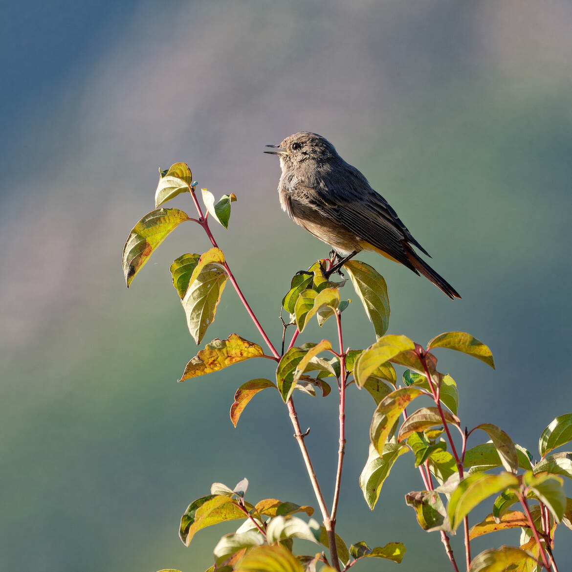 Je chante...