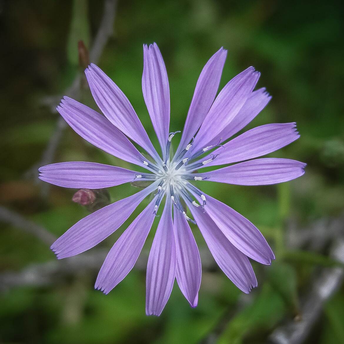 Archives floristiques : Laitue vivace