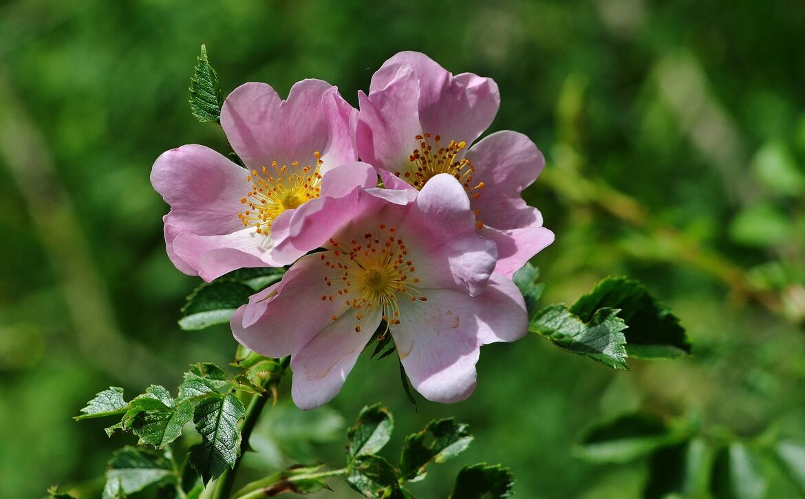 Les fleurs de rosier sauvage ( églantier)