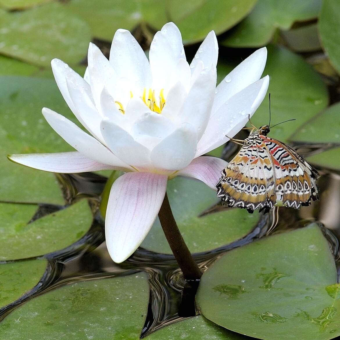 Papillon chrysope léopard