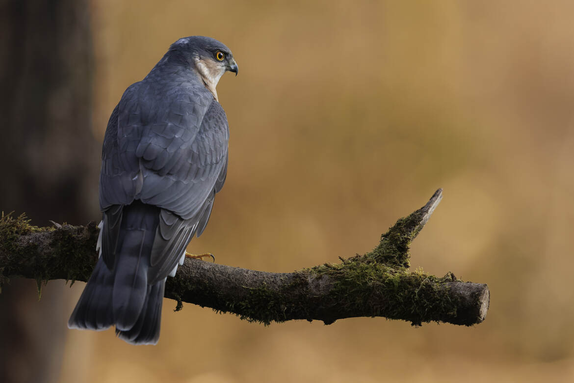 La menace de la drink