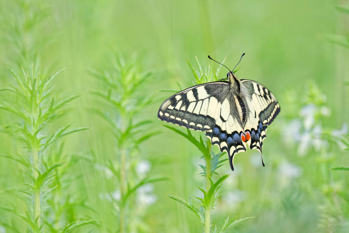 Couleurs machaon.