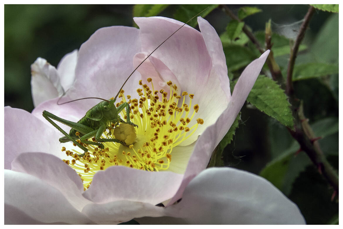 uLa sauterelle, posé sur une fleur d'églantier