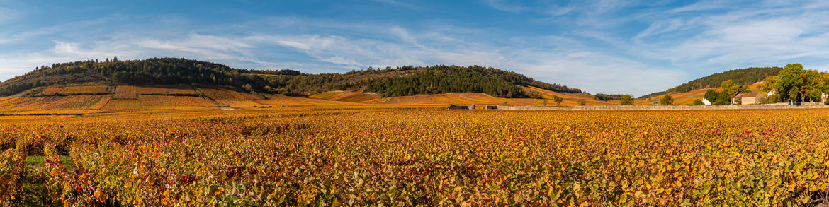 Côte d'or