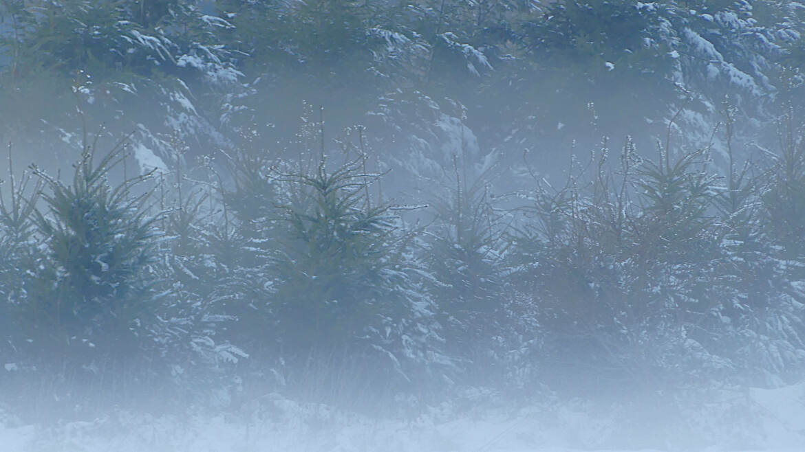 La magie du brouillard