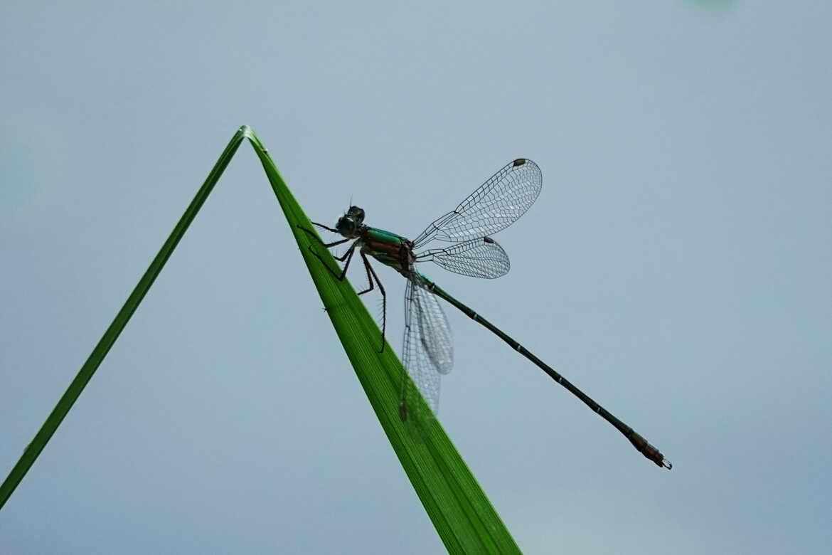 libellule