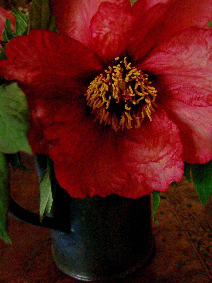 Sombre Pivoine