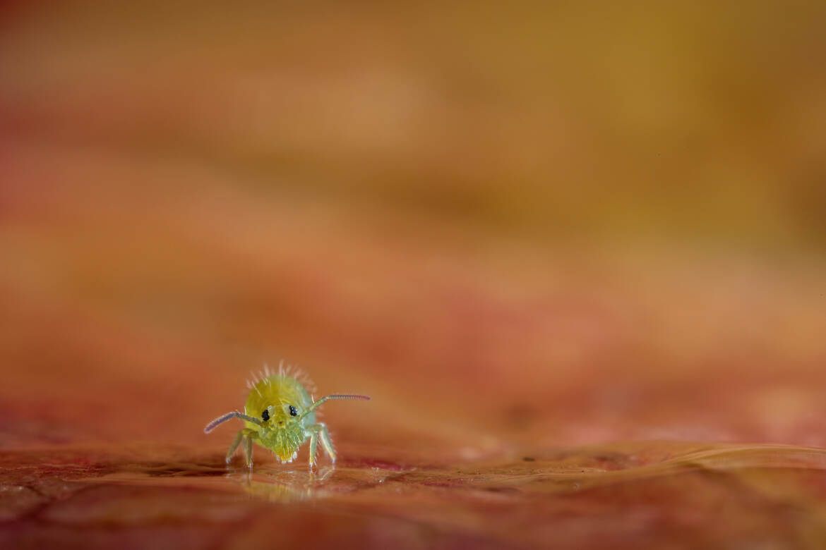 Une bonne bouille!