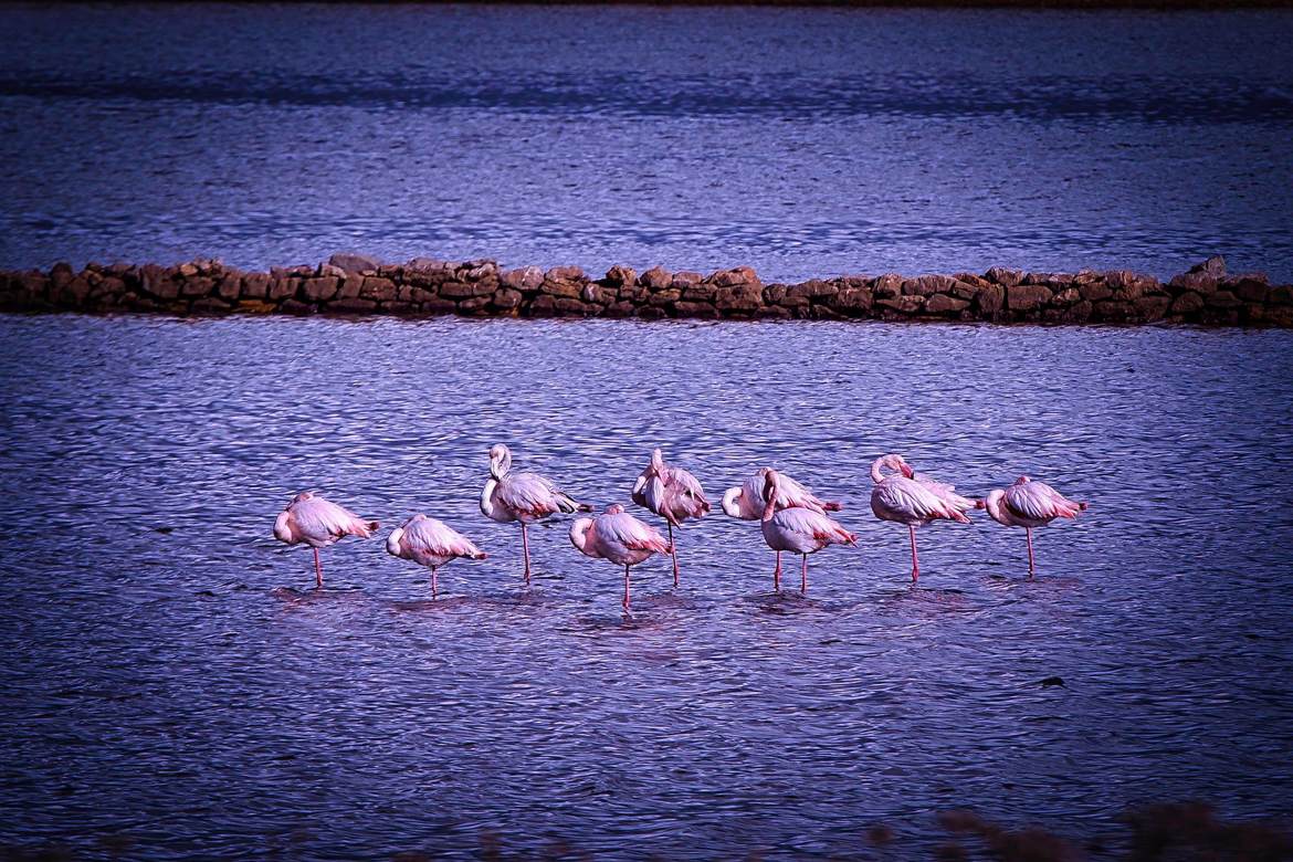 Salins Hyères