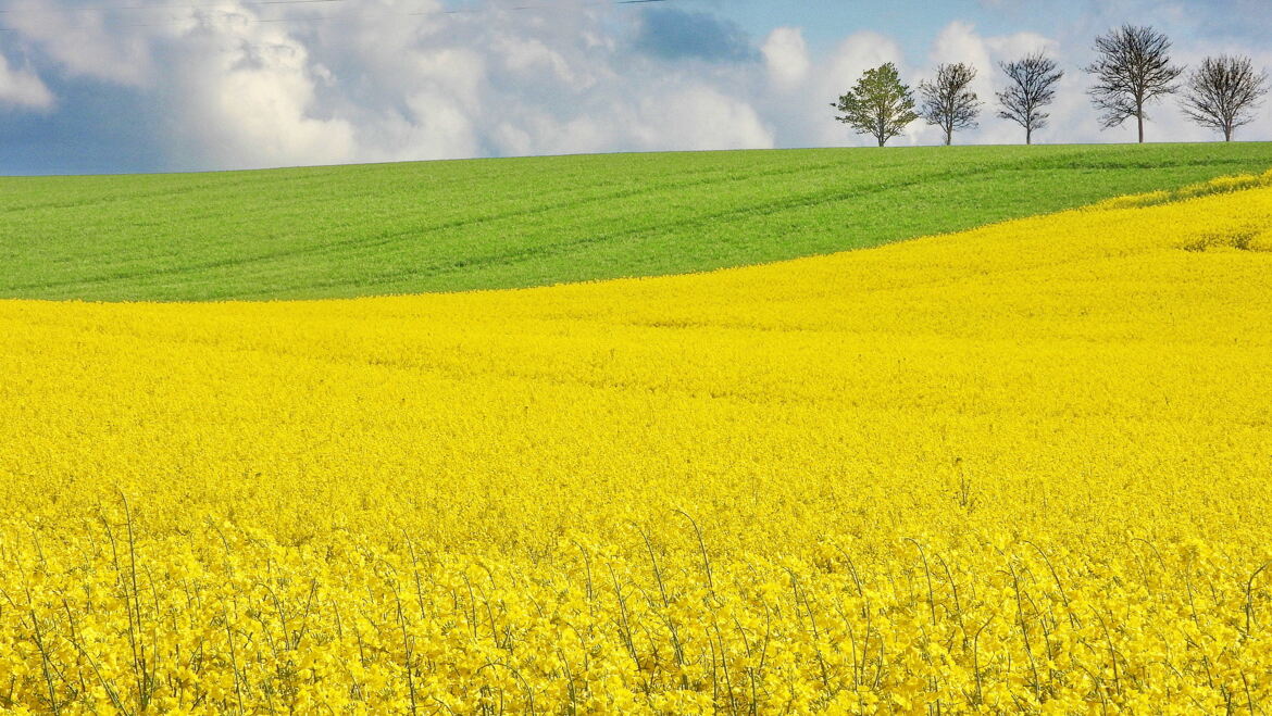 Le Bessin en vert et jaune