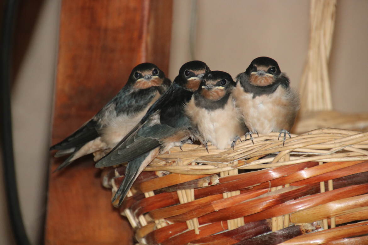 1 hirondelle ne fait le printemps , mais 4 oui!!