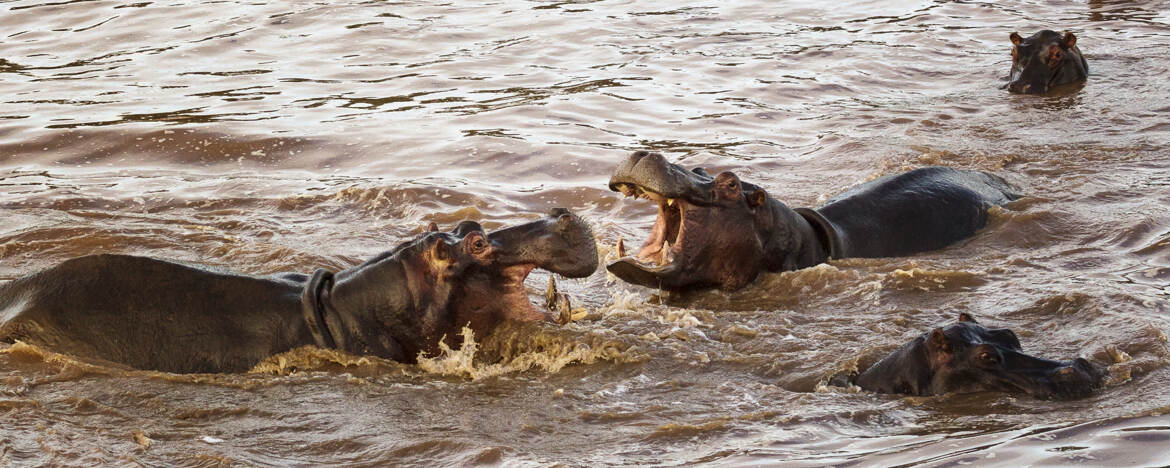 Hippopotames au bain