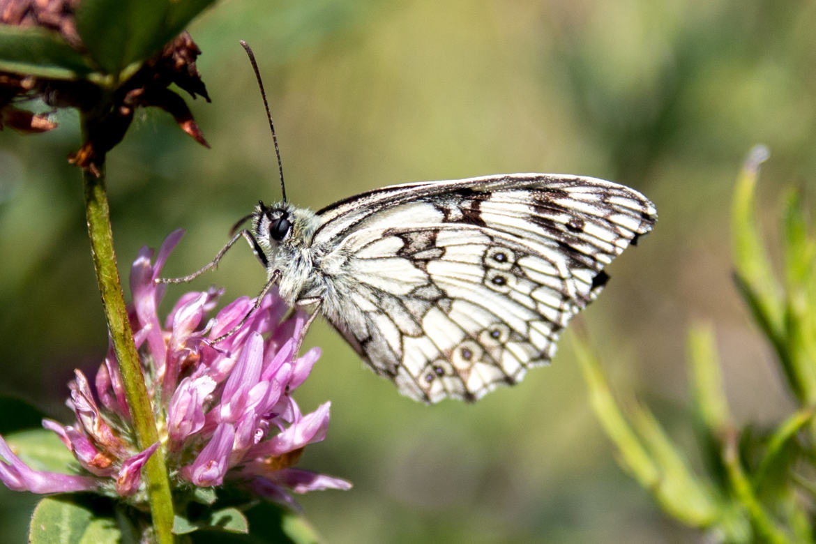 papillon