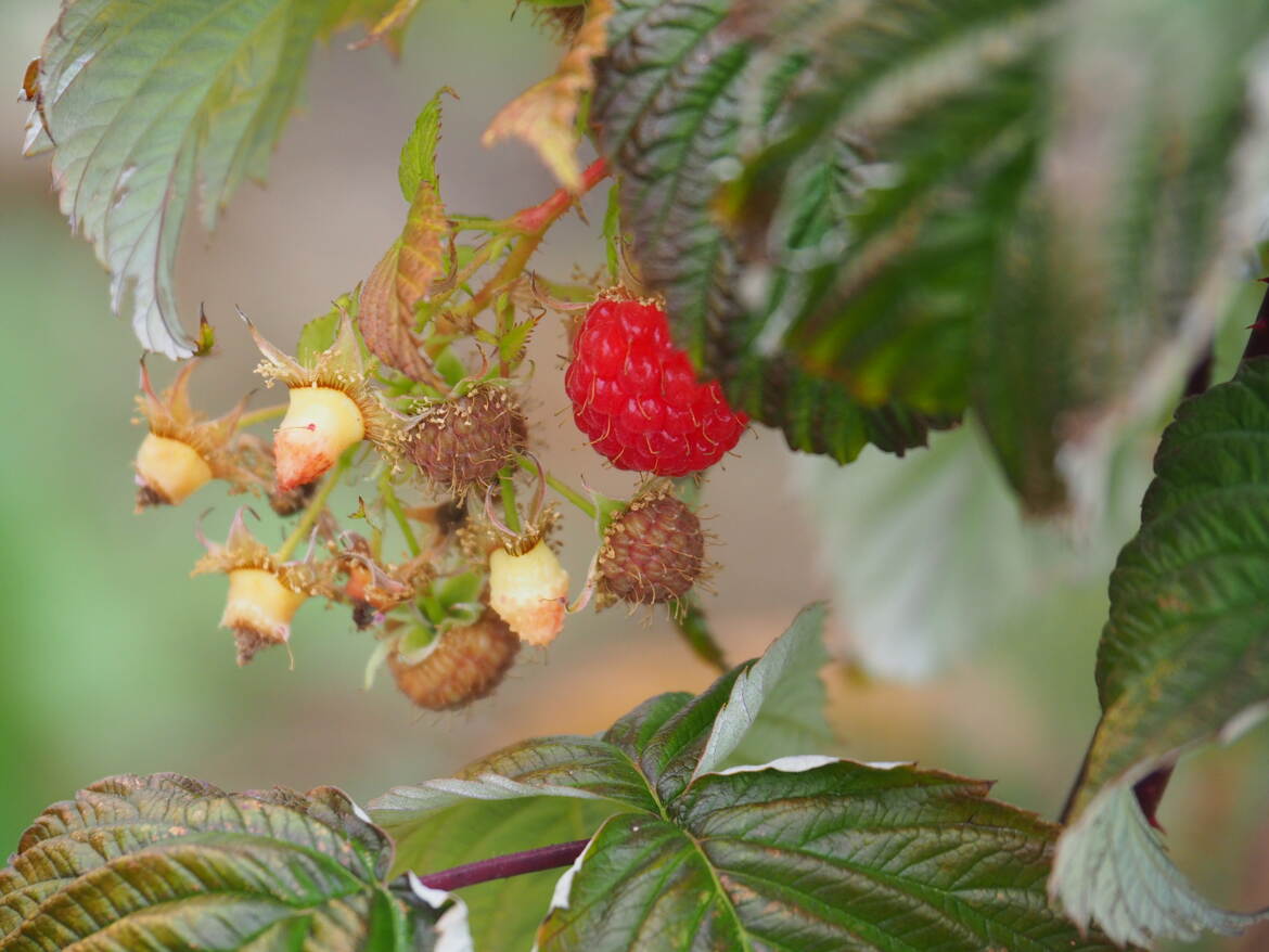 Dernière framboise