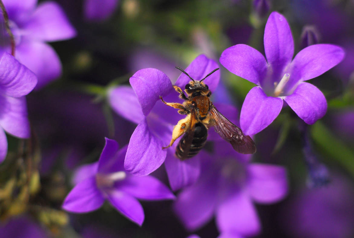 l'abeille et le campanule_ V2