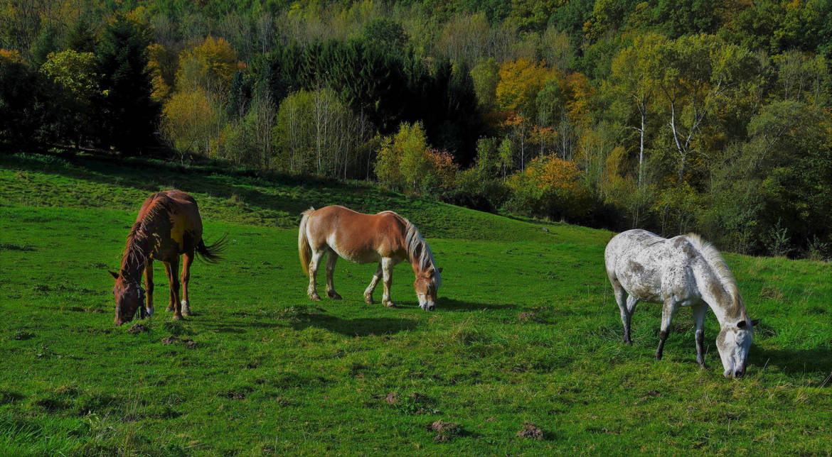 Les chevaux.