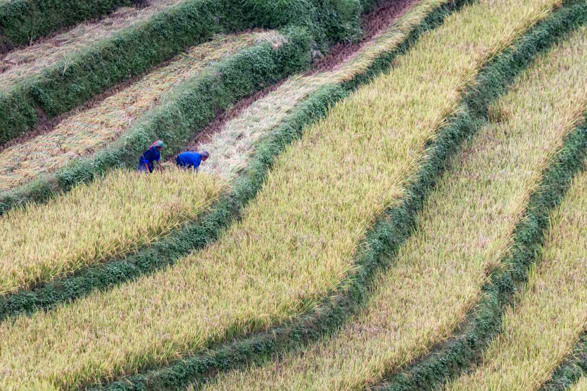 Travaux dans les rizières