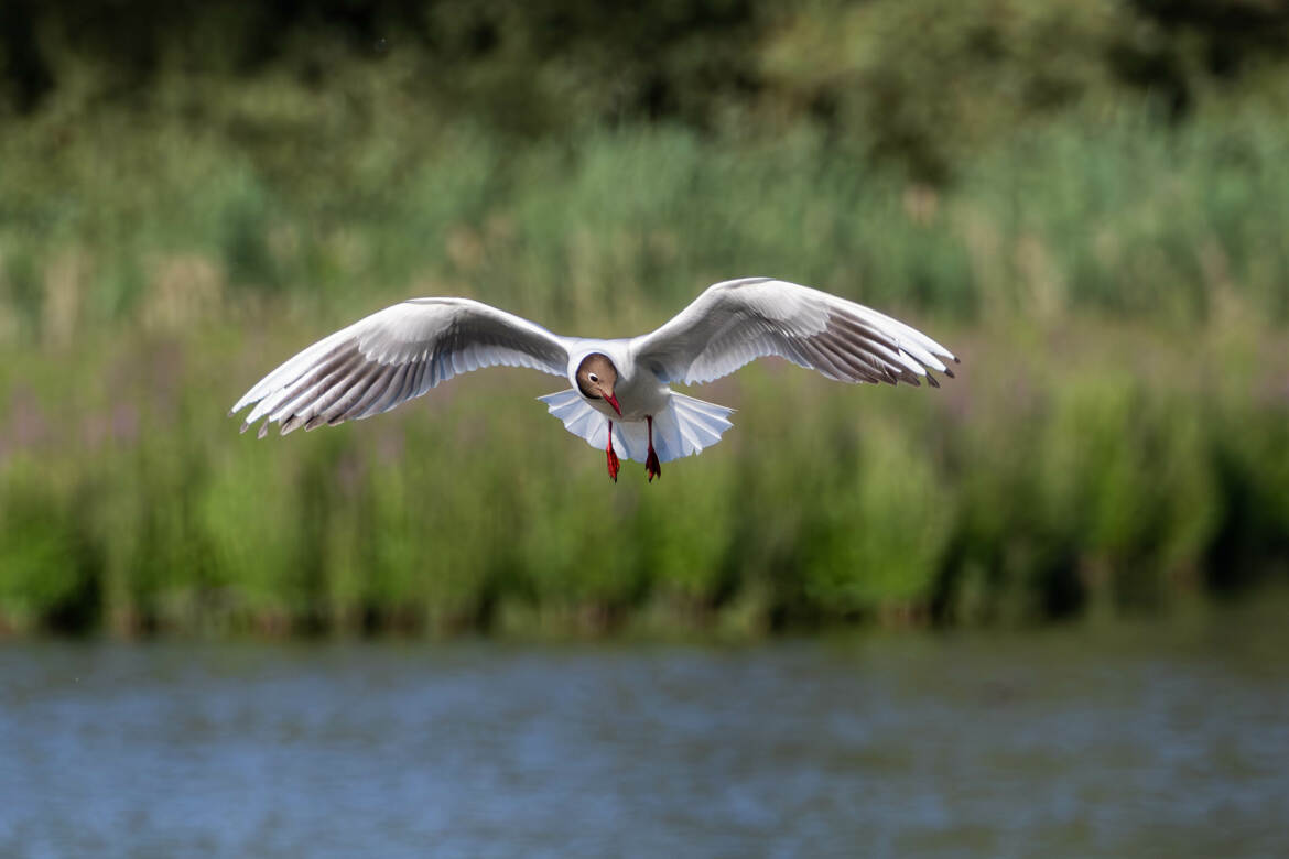 La Mouette rieuse (3)