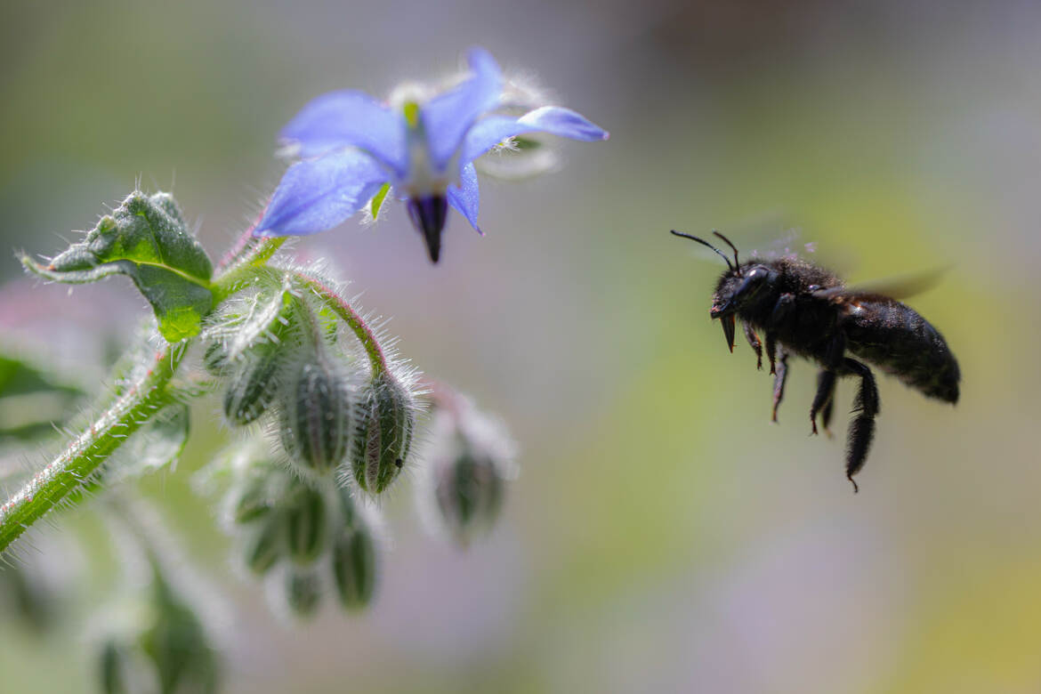 abeille charpentière