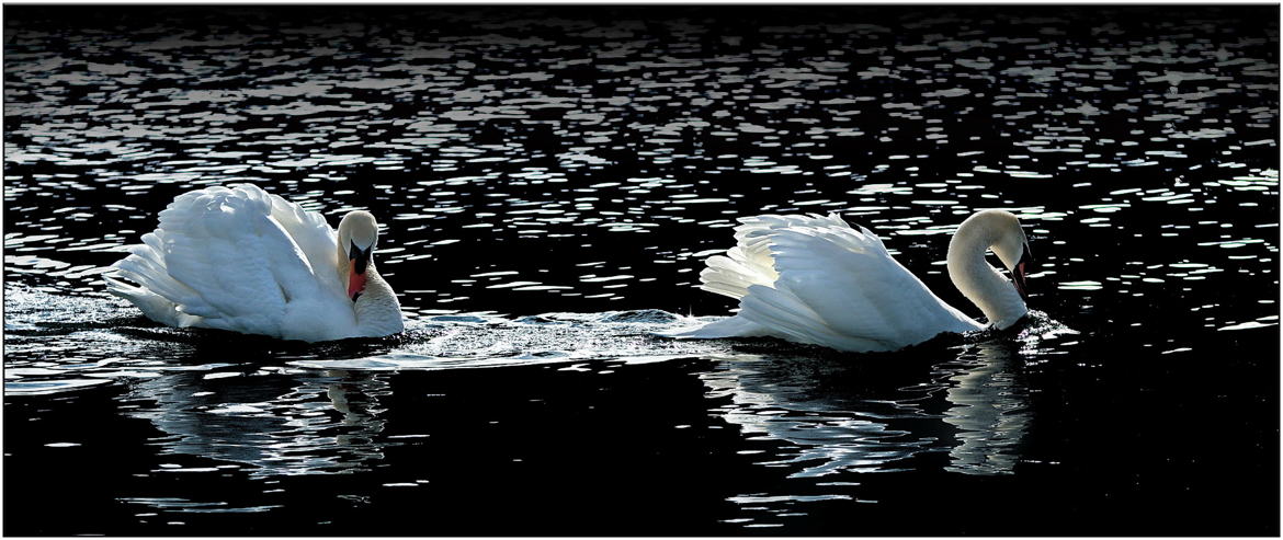 Les deux cygnes