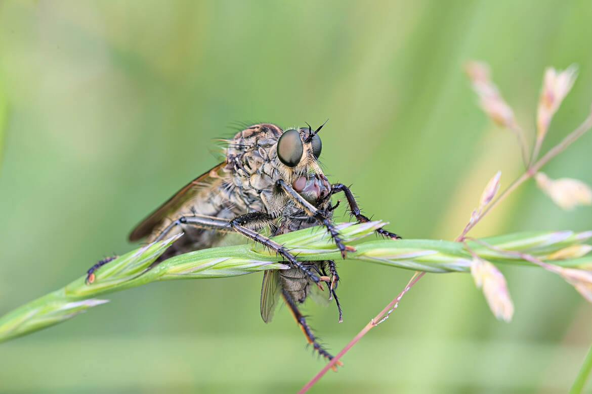 Ma mouche, mon repas
