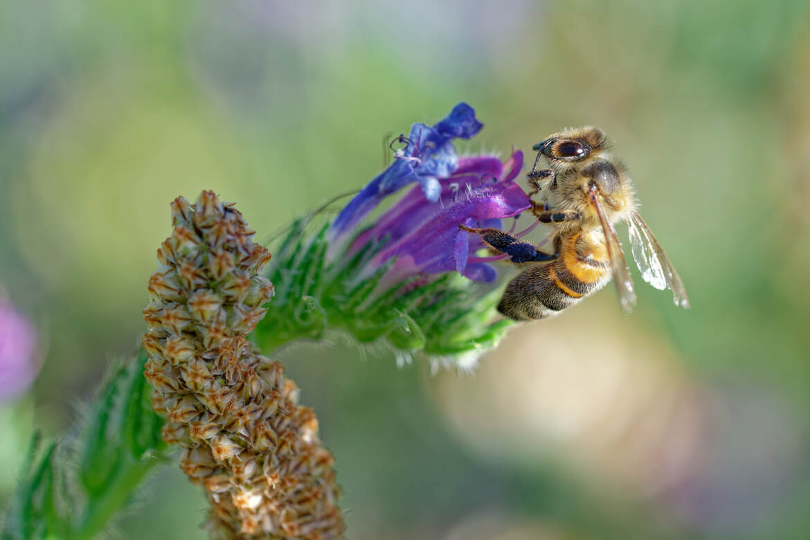 L'abeille et la vipérine.