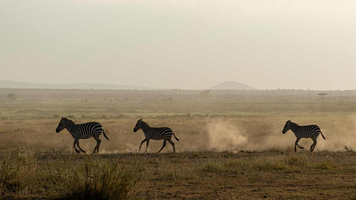 petites foulées au crépuscule