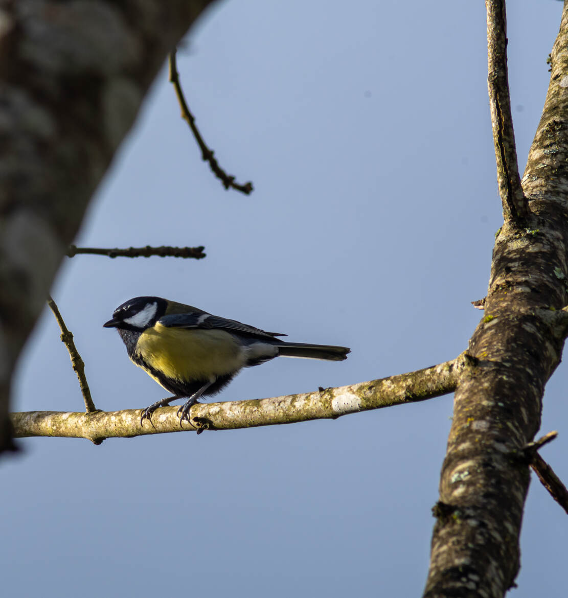 Sur une branche perché