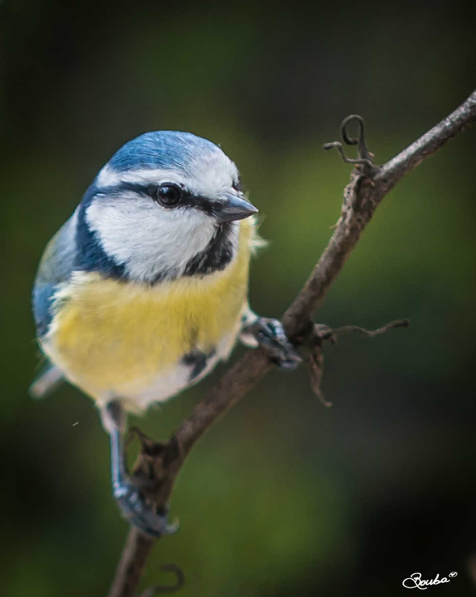 Bonjour de la mésange bleue