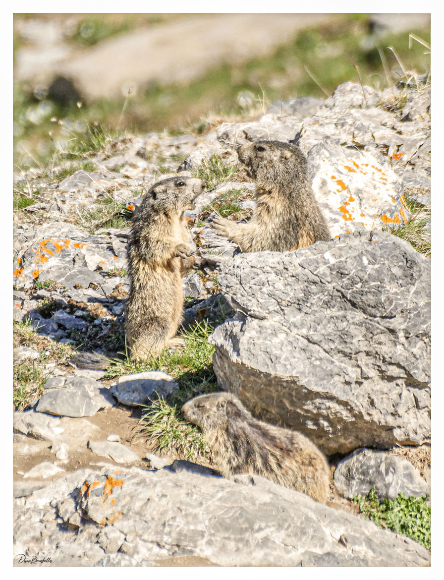 Conversation de Marmottes