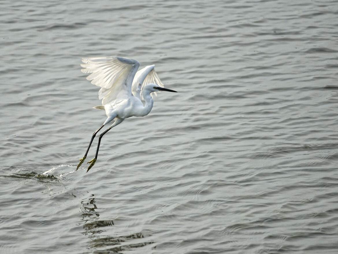 Aigrette garzette