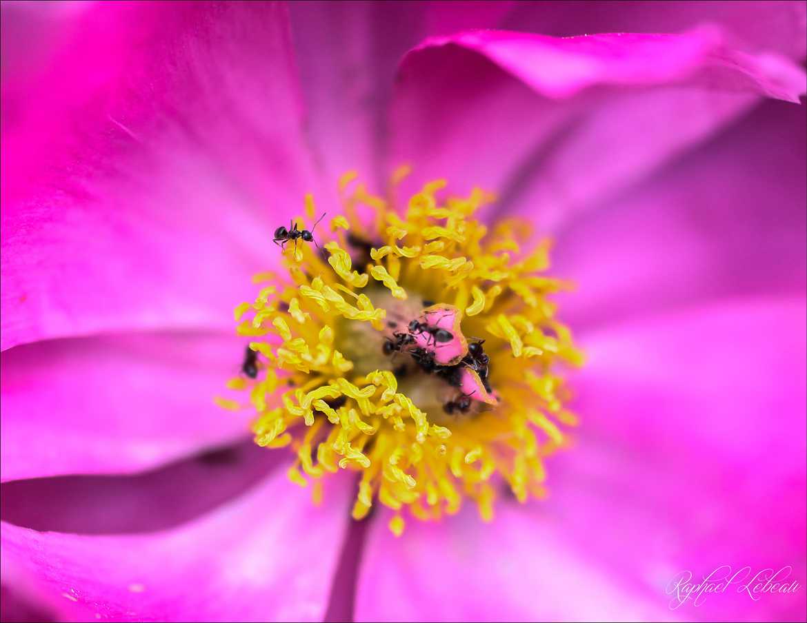fourmis sur fleur